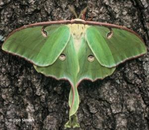 Luna Moth Luna Moth