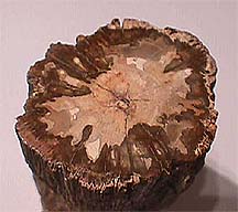Petrified tree stump Petrified tree stump