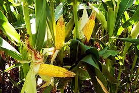 corn corn