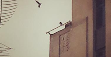 Falcons scoping out the mall, looking for a meal Falcons scoping out the mall, looking for a meal