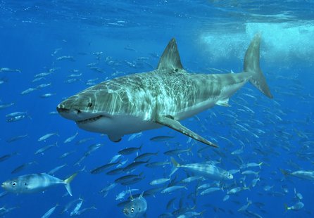 great white shark great white shark