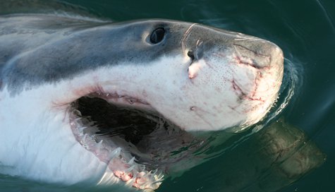 great white great white