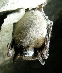 Brown bat suffering from White Nose Syndrome.(Wikipedia) Brown bat suffering from White Nose Syndrome.(Wikipedia)