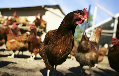 Chickens walk in their enclosure on a farm in Maryland, in this file photo from October 19, 2005. CREDIT: REUTERS/JOSHUA ROBERTS/FILES Chickens walk in their enclosure on a farm in Maryland, in this file photo from October 19, 2005. CREDIT: REUTERS/JOSHUA ROBERTS/FILES