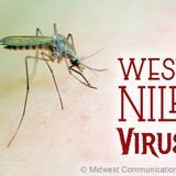 West Nile Virus image West Nile Virus image