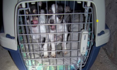 Pepe and Lopez Photo: Wausau Police Department
Pepe and Lopez Photo: Wausau Police Department