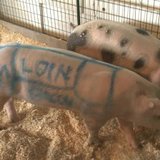 Some parents at the Red River Valley Fair were shocked Friday to find some swine marked. The fair's general manager painted one of the pigs to show guests which part of the animal we eat, the bacon, ham and loin. Some parents at the Red River Valley Fair were shocked Friday to find some swine marked. The fair's general manager painted one of the pigs to show guests which part of the animal we eat, the bacon, ham and loin.