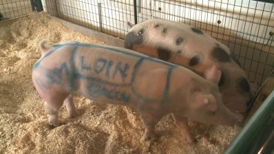 Some parents at the Red River Valley Fair were shocked Friday to find some swine marked. The fair's general manager painted one of the pigs to show guests which part of the animal we eat, the bacon, ham and loin. Some parents at the Red River Valley Fair were shocked Friday to find some swine marked. The fair's general manager painted one of the pigs to show guests which part of the animal we eat, the bacon, ham and loin.