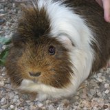 Guinea pig (via Wikicommons.com) Guinea pig (via Wikicommons.com)