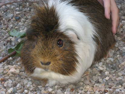 Guinea pig (via Wikicommons.com) Guinea pig (via Wikicommons.com)