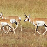 GFP Commission finalized the antelope and early fall Canada goose seasons at their July meeting in Fort Pierre. (gfp.sd.gov) GFP Commission finalized the antelope and early fall Canada goose seasons at their July meeting in Fort Pierre. (gfp.sd.gov)