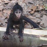 Mangabey monkeys have become an endangered species and Binder Park Zoo is part of a program to save them. That's why the birth of Cekelea is important. Mangabey monkeys have become an endangered species and Binder Park Zoo is part of a program to save them. That's why the birth of Cekelea is important.