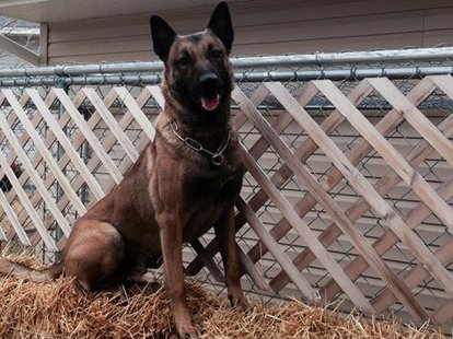 K-9 Falco K-9 Falco