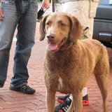 Pier Pups Wausau 2014 winner "Haley" from Weston Pier Pups Wausau 2014 winner "Haley" from Weston