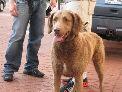 Pier Pups Wausau 2014 winner "Haley" from Weston Pier Pups Wausau 2014 winner "Haley" from Weston