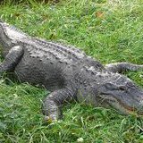 Alligator found in Sheboygan Alligator found in Sheboygan