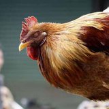 chicken chicken