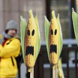 A Greenpeace activist displays and signs symbolising genetically modified maize crops during a protest in front of the European Union headquarters in Brussels November 24, 2008. Activists urged all European Union states to agree on possible changes for the EU's authorisation system for genetically modified organisms (GMOs). REUTERS/Thierry Roge A Greenpeace activist displays and signs symbolising genetically modified maize crops during a protest in front of the European Union headquarters in Brussels November 24, 2008. Activists urged all European Union states to agree on possible changes for the EU's authorisation system for genetically modified organisms (GMOs). REUTERS/Thierry Roge