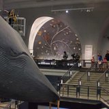 Museum worker Brittany Janaszak, seen here on a lift, cleans a 94-foot-long blue whale model at the American Museum of Natural History in Manhattan, New York July 8, 2014.
CREDIT: REUTERS/ADREES LATIF Museum worker Brittany Janaszak, seen here on a lift, cleans a 94-foot-long blue whale model at the American Museum of Natural History in Manhattan, New York July 8, 2014.
CREDIT: REUTERS/ADREES LATIF