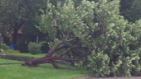 trees down wind strong branch county blown mcneill storm tree john brings cold early friday