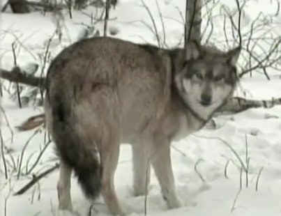 Gray wolf in Wisconsin (Photo from: FOX 11/YouTube).
