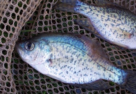 A fish virus has killed these black crappie that were found in Lake DuBay and the Stevens Point flowage in late April and early May 2011