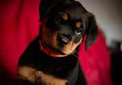 Cool Pet Photo