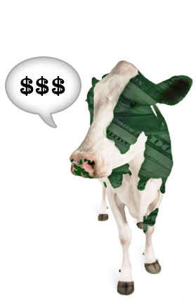 Cash Cow Mooing