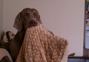 Cool Pet Photo