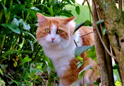 Cool Pet Photo