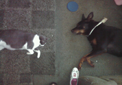Cool Pet Photo