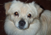 Cute Pet Photo