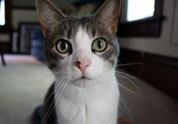 Cool Pet Photo
