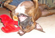Cool Pet Photo