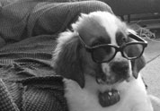 Cool Pet Photo