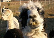 Cool Pet Photo