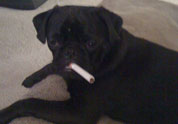 Cool Pet Photo