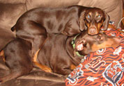 Cool Pet Photo