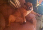 Cool Pet Photo
