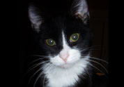 Cute Pet Photo