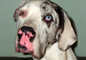 Cute Pet Photo