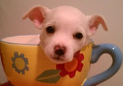 Cool Pet Photo