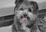 Cool Pet Photo