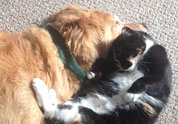 Cool Pet Photo