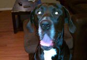 Cool Pet Photo