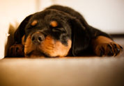 Cool Pet Photo