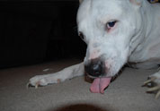 Cool Pet Photo