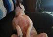 Cool Pet Photo