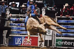 Bull Rider