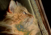 Cool Pet Photo